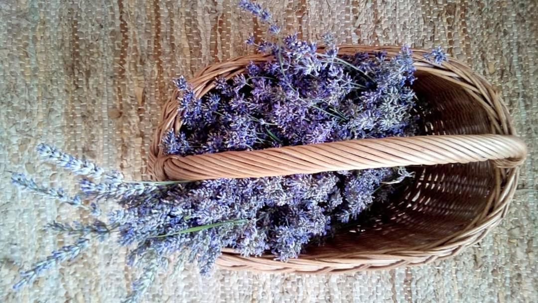 Soba Lavanda Кладово Екстериор снимка